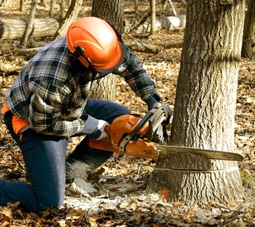 Tree Removal in Bucksport, ME